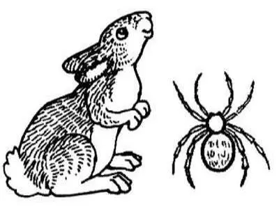 Lièvre araignéeprim.jpg